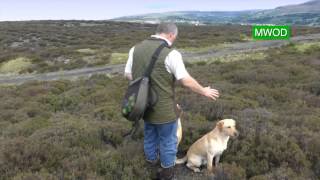 Labrador gun dog training [upl. by Amairam116]