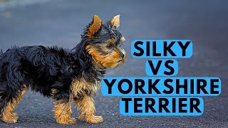 Yorkshire Terrier vs Silky Terrier Difference [upl. by Llertnod]