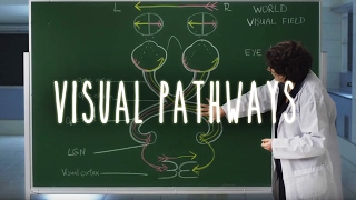 Neuroanatomy S1 E6 Visual Pathways neuroanatomy ubcmedicine [upl. by Eisteb]