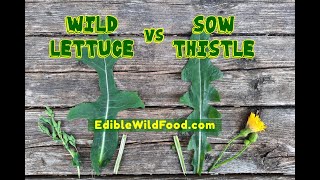 Wild Lettuce vs Sow Thistle  Comparison amp Identification [upl. by Enyrehtac]