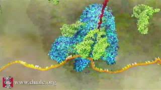 mRNA Translation Advanced [upl. by Nolyat]