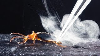 How bombardier beetles bomb [upl. by Adahsar]