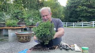 How to Make a Bonsai From a Garden Center Tree [upl. by Aryhs]