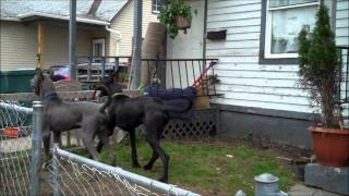 My Neighbors Two Great Danes [upl. by Chaddie]