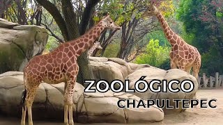 Zoologico de chapultepec 2023 [upl. by Euqnom]