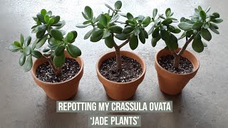 Separating amp repotting my Crassula Ovata Jade plants [upl. by Kiehl278]