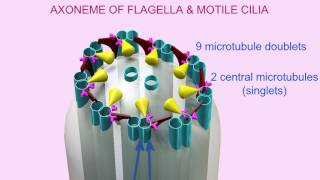 AXONEME of CILIA amp FLAGELLA [upl. by Hammel]