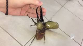 Giant beetle sounds like a jackhammer [upl. by Aiuhsoj]