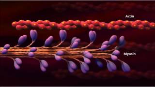 3 Muscle contraction detail Concept Cell Biology [upl. by Ecinnej]