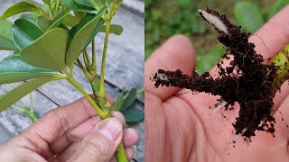 How to grow Schefflera plant from cuttings  Propagate the Schefflera plants  Umbrella Tree [upl. by Ahders]