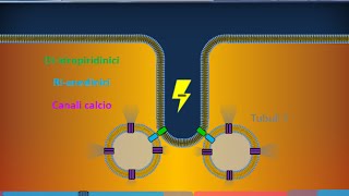 Istologia 40  Muscolare striato scheletrico [upl. by Stubstad171]