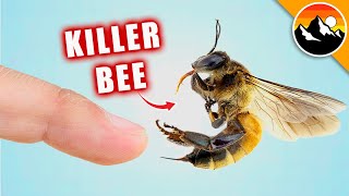 STUNG by a KILLER BEE [upl. by Eibreh]