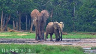 The Forest Elephants [upl. by Nolrac532]