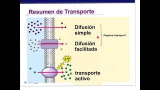 Transporte en membrana [upl. by Bran273]