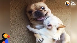 Hilarious French Bulldog Gets New Baby Brother  The Dodo [upl. by Llenej]