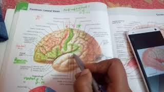 TEMPORAL areas complete explanation [upl. by Fonville]