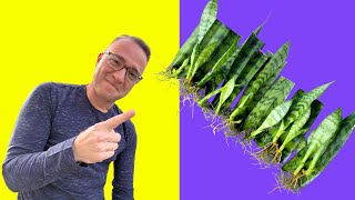 Secrets to Snake Plant Propagation How to Propagate Sansevieria [upl. by Laehpar]