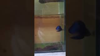 Bettas marrachais azul [upl. by Annavas]