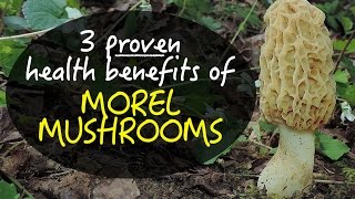 3 Proven Health Benefits Of Morel Mushrooms [upl. by Etteniotnna]