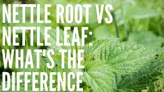 Nettle Leaf vs Nettle Root What Are The Differences [upl. by Resaec921]