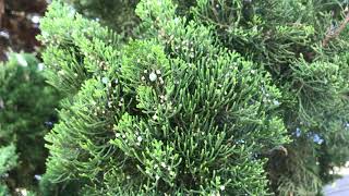 Hollywood Juniper Juniperus chinensis Torulosa [upl. by Favian]