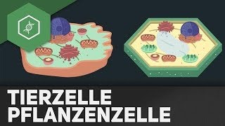 Tierzelle vs Pflanzenzelle  REMAKE [upl. by Analak]