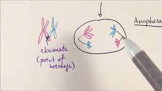 AS Biology  Meiosis OCR A Chapter 63 [upl. by Vassily944]