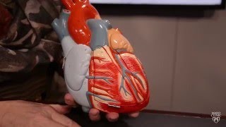 Systolic murmurs diastolic murmurs and extra heart sounds  Part 1  NCLEXRN  Khan Academy [upl. by Cynde350]