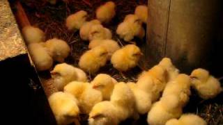 New Baby Chicks [upl. by Amann]