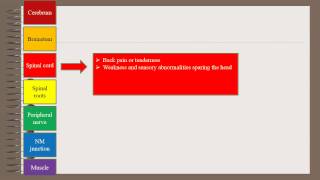 Localization In Neurology [upl. by Svend762]