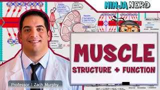 Musculoskeletal System  Muscle Structure and Function [upl. by Kenn]