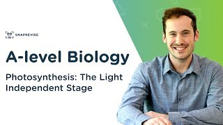 Photosynthesis The Light Independent Stage  Alevel Biology  OCR AQA Edexcel [upl. by Anailli]