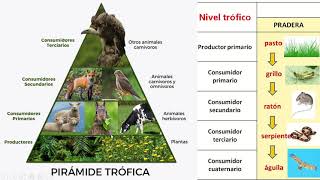 Flujo de energía y niveles tróficos [upl. by Jason873]