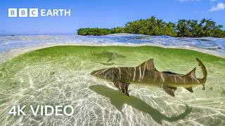 Stunning 4K Underwater Nature Footage  BBC Earth [upl. by Milone]