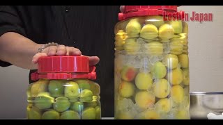 Lost In Japan How to make Umeshu 梅酒 [upl. by Adnaral281]