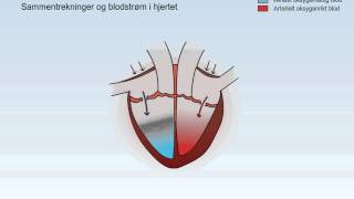 Sirkulasjonssystemet [upl. by Rehnberg]