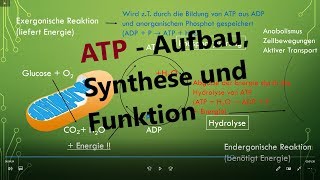 ATP Adenosintriphosphat  Aufbau Synthese und Funktion Biologie Oberstufe [upl. by Oniger]