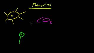 Biology Lecture  30  Autotrophs vs Heterotrophs [upl. by Ezana]