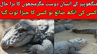 karachi Manghopir Crocodiles Bad Condition [upl. by Namzed]