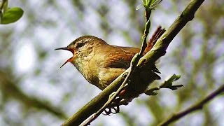 Wren Singing  Tiny Bird with a Giant Voice [upl. by Atiuqihs66]