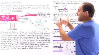 Contraction of Skeletal Muscle [upl. by Ttirrem]