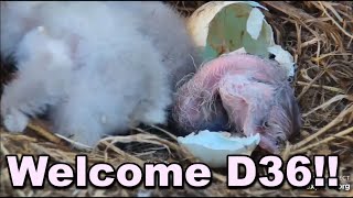 Decorah Eagles Welcome D36 Congrats Mom amp DM2 [upl. by Gotcher]