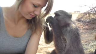 Being groomed by Shauna the baboon [upl. by Omidyar]