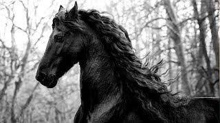 Dark Side  Friesian Horses Music Video [upl. by Liuka]