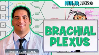 Neurology  Brachial Plexus [upl. by Arek]