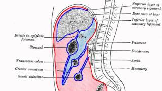 Peritoneal Cavity  Part 1  Anatomy Tutorial [upl. by Goddord]