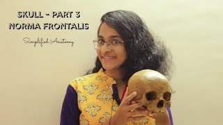 SKULL PART 3  NORMA FRONTALIS  ANATOMY  SIMPLIFIED ✔ [upl. by Rayner]