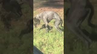 Great Dane humping Little dog [upl. by Harmon]