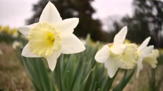 Daffodil Varieties and Colors [upl. by Sean]