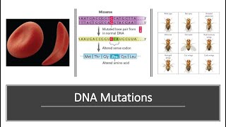 DNA Mutations [upl. by Netsreik]